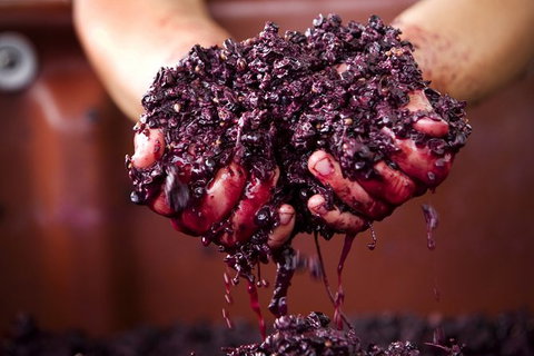Yarra Valley Local Produce And Wine Tasting Tour - Accommodation Fremantle 7