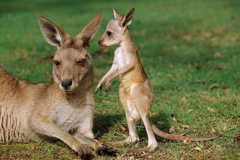 HEALESVILLE SANCTUARY ZOOBUS - MELBOURNE CITY RETURN - Accommodation Fremantle 0