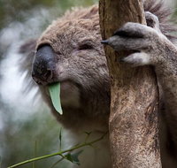 Phillip Island Koala Conservation Centre Entry ticket - Accommodation Fremantle