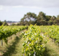 Phillip Island Wine Experience Tour - Accommodation Fremantle