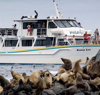 Phillip Island Seal-Watching Cruise - Accommodation Fremantle