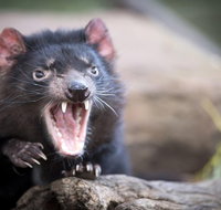 Port Arthur and Tassie Devils Active Day Tour from Hobart - Accommodation Fremantle