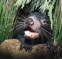 Hobart Shore Excursion Half Day Bonorong Wildlife Park with Richmond Tour - Accommodation Fremantle