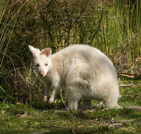 Bruny Island premium private photo-oriented day tour from Hobart - Accommodation Fremantle
