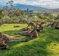 Shore Excursion Hobart's Best In Half A Day - Accommodation Fremantle