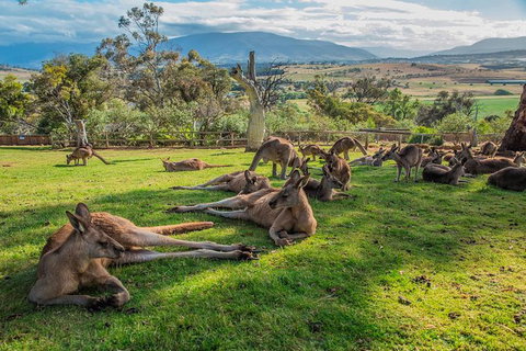 Shore Excursion: Hobart's Best In Half A Day - Accommodation Fremantle 0