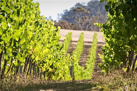 Wine At The Weekend Tour From Hobart - Accommodation Fremantle 1