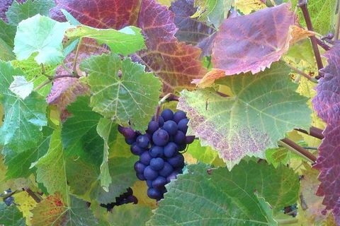 Wine At The Weekend Tour From Hobart - Accommodation Fremantle 0