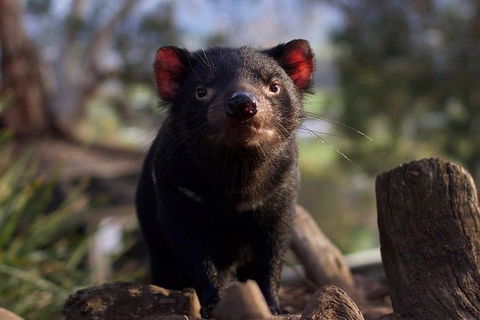 Mt. Field National Park And Bonorong Wildlife Park - Accommodation Fremantle 0