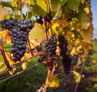 Tastes and Wines - Accommodation Fremantle