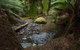 Mt Field National Park Premium Private Photo-oriented Day Tour From Hobart - thumb 1