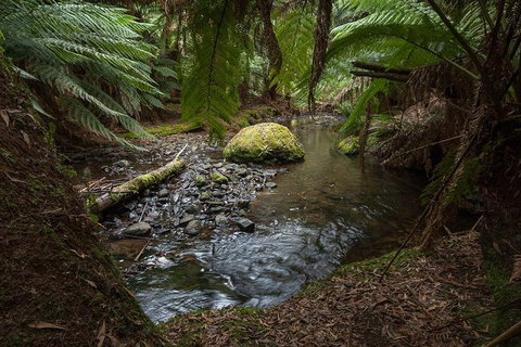 Mt Field National Park Premium Private Photo-oriented Day Tour From Hobart - Accommodation Fremantle 1