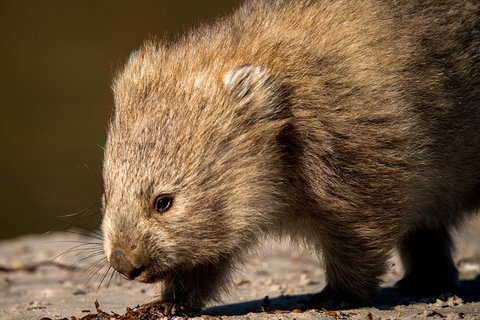 8-Day Tasman Wildlife And Wilderness Encounter Including Accommodation - Accommodation Fremantle 1