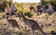 8-Day Tasman Wildlife And Wilderness Encounter Including Accommodation - thumb 0