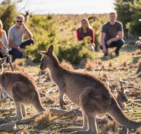 8-Day Tasman Wildlife and Wilderness Encounter Including Accommodation - Accommodation Fremantle