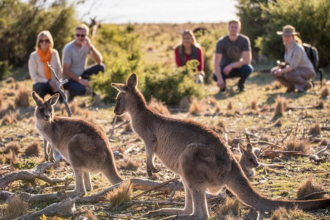 8-Day Tasman Wildlife And Wilderness Encounter Including Accommodation - Accommodation Fremantle 0