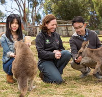 Bonorong Wildlife Park and Richmond Afternoon Tour from Hobart - Accommodation Fremantle