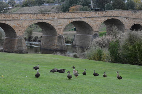 Bonorong Wildlife Park And Richmond Afternoon Tour From Hobart - Accommodation Fremantle 3