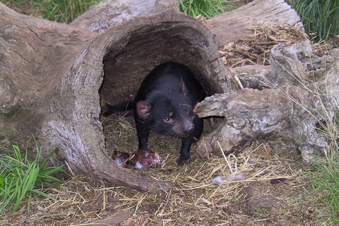 Bonorong Wildlife Park And Richmond Afternoon Tour From Hobart - Accommodation Fremantle 1