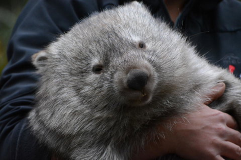 Bonorong Wildlife Park And Richmond Afternoon Tour From Hobart - Accommodation Fremantle 2