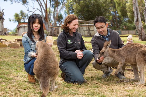 Bonorong Wildlife Park And Richmond Afternoon Tour From Hobart - Accommodation Fremantle 9