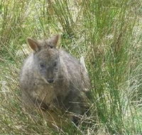 Leven Canyon Day Trip Including Wings Wildlife Park or Gunns Plains Caves from Devonport Ulverstone or Burnie - Accommodation Fremantle