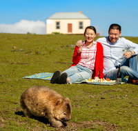 Wineglass Bay And Maria Island Wildlife Scenic Flight From Hobart - Accommodation Fremantle