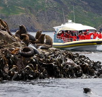 3-Hour Bruny Island Cruise from Adventure Bay - Accommodation Fremantle