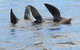Twilight Sail Bruny Island - thumb 7