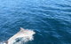 Twilight Sail Bruny Island - thumb 3
