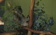 Cruise Ship Special Ex Hobart: Mt Wellington, Richmond, Bonorong With Free WiFi - thumb 6