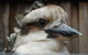 Cruise Ship Special Ex Hobart: Mt Wellington, Richmond, Bonorong With Free WiFi - thumb 12
