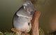 Cruise Ship Special Ex Hobart: Mt Wellington, Richmond, Bonorong With Free WiFi - thumb 13