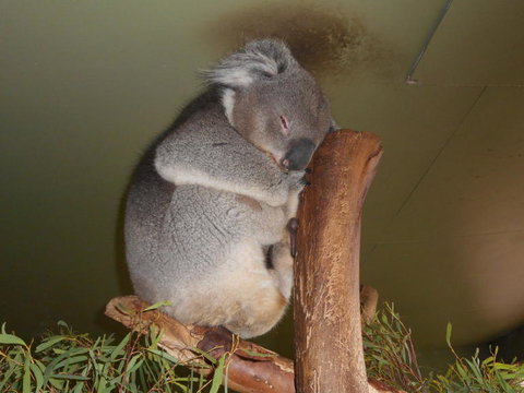 Cruise Ship Special Ex Hobart: Mt Wellington, Richmond, Bonorong With Free WiFi - Accommodation Fremantle 13