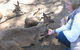 Cruise Ship Special Ex Hobart: Mt Wellington, Richmond, Bonorong With Free WiFi - thumb 8