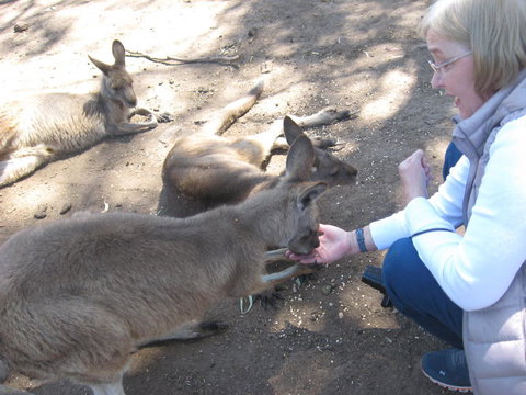 Cruise Ship Special Ex Hobart: Mt Wellington, Richmond, Bonorong With Free WiFi - Accommodation Fremantle 8