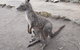 Cruise Ship Special Ex Hobart: Mt Wellington, Richmond, Bonorong With Free WiFi - thumb 14
