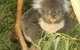 Cruise Ship Special Ex Hobart: Mt Wellington, Richmond, Bonorong With Free WiFi - thumb 5