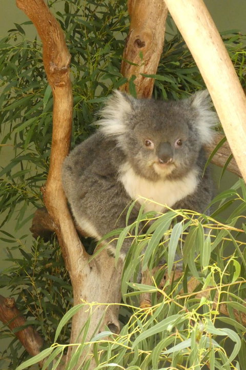 Cruise Ship Special Ex Hobart: Mt Wellington, Richmond, Bonorong With Free WiFi - Accommodation Fremantle 5