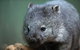 Cruise Ship Special Ex Hobart: Mt Wellington, Richmond, Bonorong With Free WiFi - thumb 17