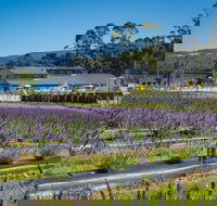 Private Tasman Peninsula Cruise Ship Tour from Port Arthur - Accommodation Fremantle