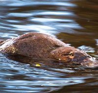 Wild-Platypus 2 hour wildlife tour - Accommodation Fremantle