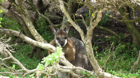 Kangaroo Island In A Day Tour From Adelaide - Accommodation Fremantle 23