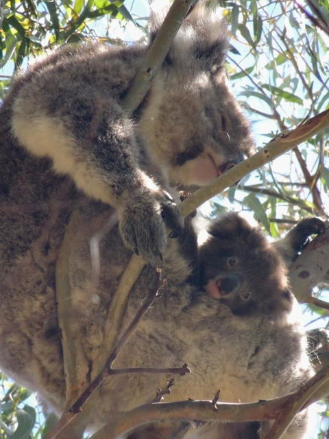 Kangaroo Island In A Day Tour From Adelaide - Accommodation Fremantle 16