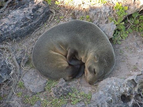 Kangaroo Island In A Day Tour From Adelaide - Accommodation Fremantle 12