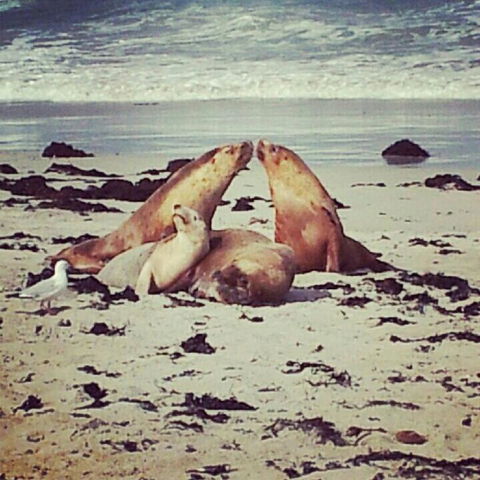 Kangaroo Island In A Day Tour From Adelaide - Accommodation Fremantle 24