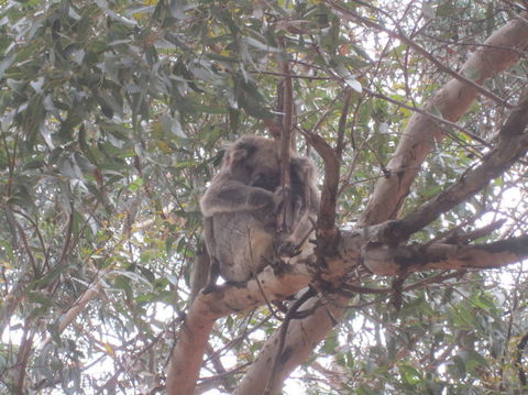 Kangaroo Island In A Day Tour From Adelaide - Accommodation Fremantle 22