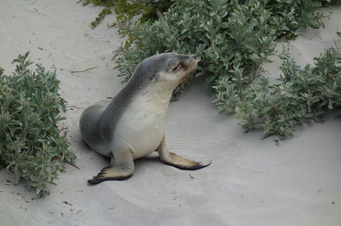Kangaroo Island In A Day Tour From Adelaide - Accommodation Fremantle 19