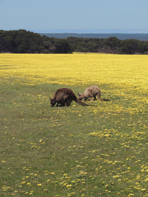 Kangaroo Island In A Day Tour From Adelaide - Accommodation Fremantle 14