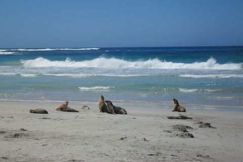 Kangaroo Island In A Day Tour From Adelaide - Accommodation Fremantle 26